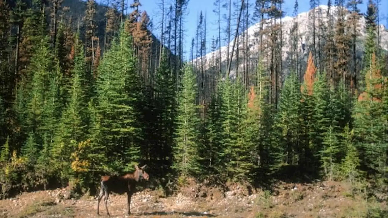 Canada's forests will recover from wildfires — but they won't be the same