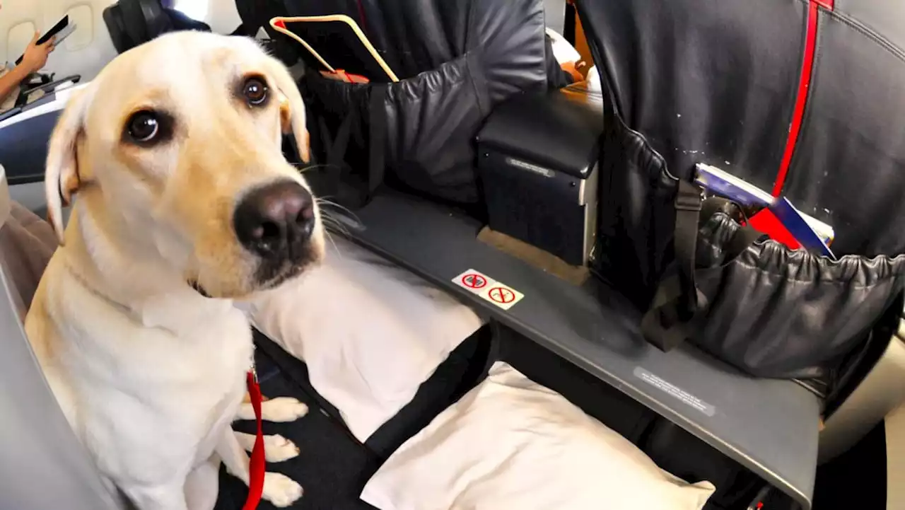 CNA Explains: When are dogs allowed on flights and what can I do if I'm seated next to one?