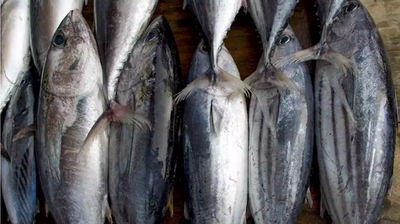 Hindari 5 Ikan Ini Jika Tak Ingin Kolesterol Melonjak