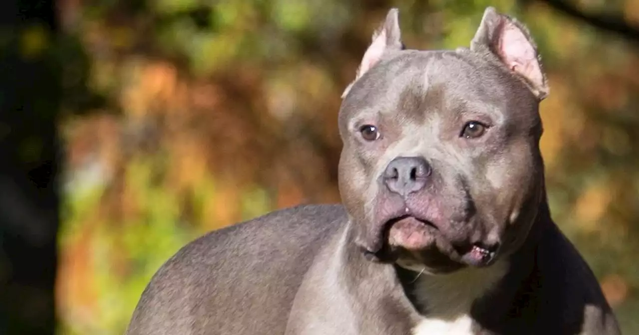 Scots animal charity says banning XL Bully dogs is 'not the answer'