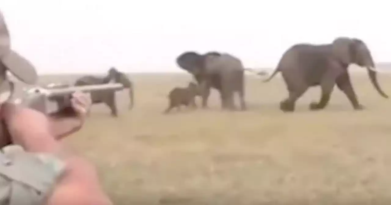 Trophy hunter chased by elephants after shooting herd member dead at close range