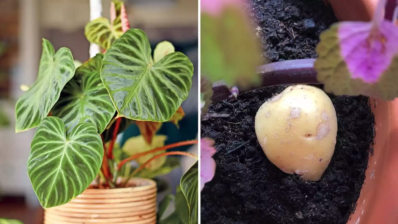 Därför ska du lägga potatis i blomkrukan – knepet som räddar dina växter