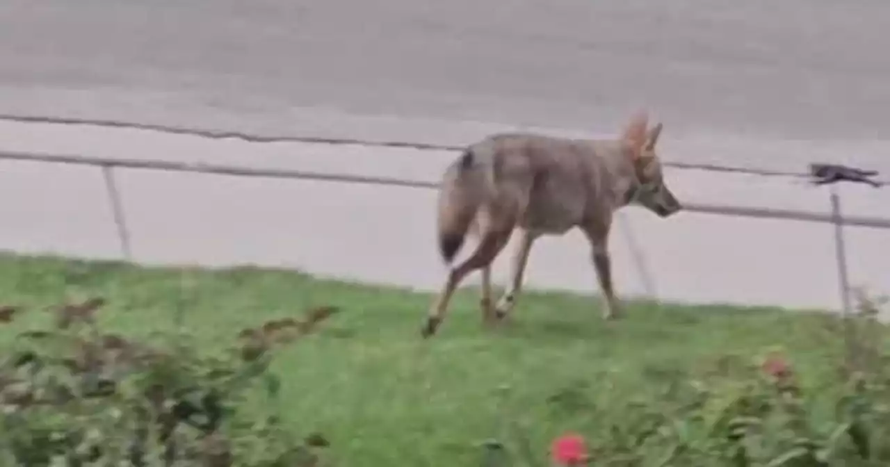 Sandy, Draper residents reporting increase in coyote sightings, pets attacked