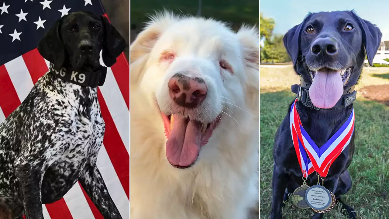 American Humane Hero Dog Awards 2023 announces ‘top dog’ finalists ahead of Veteran’s Day ceremony