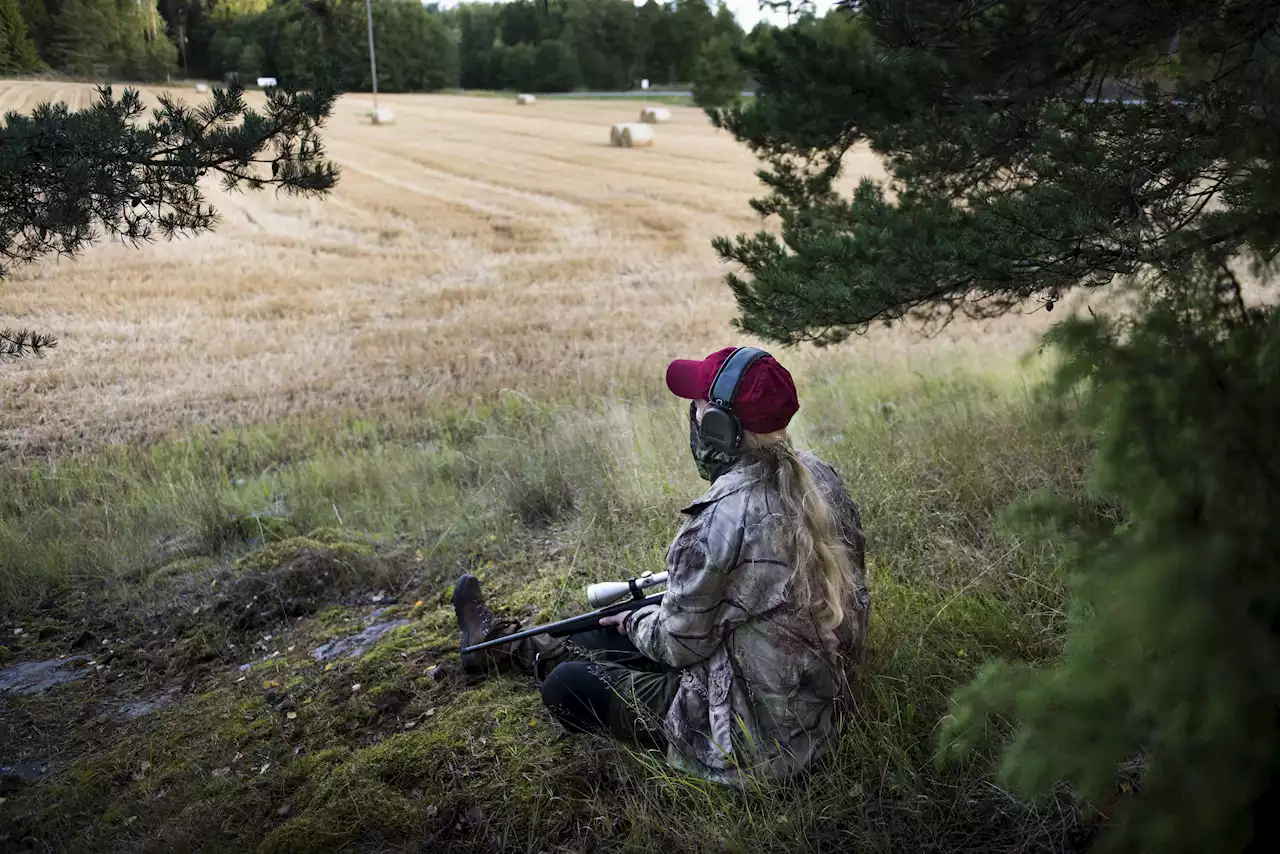 Svinpesten oroar jägarna – inför nya möten