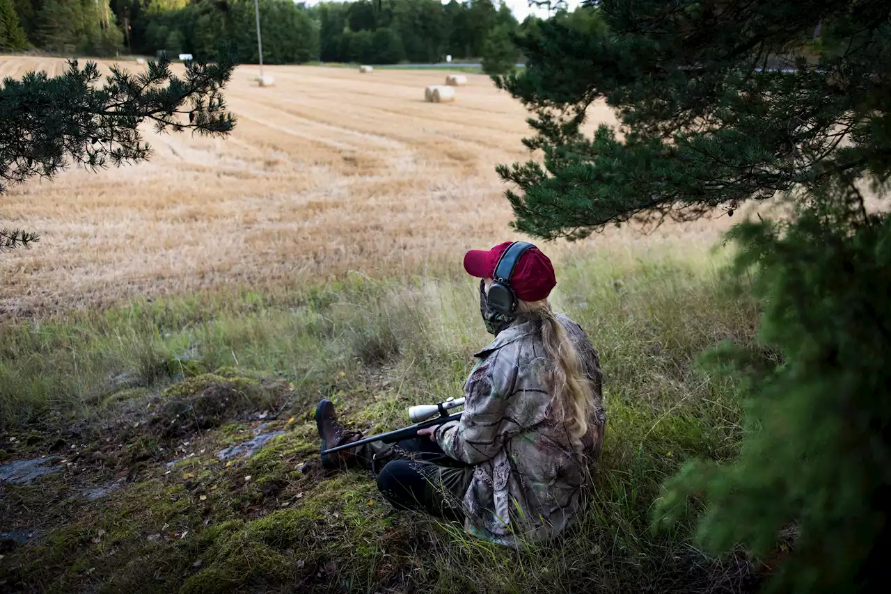 Svinpesten oroar jägarna – inför nya möten