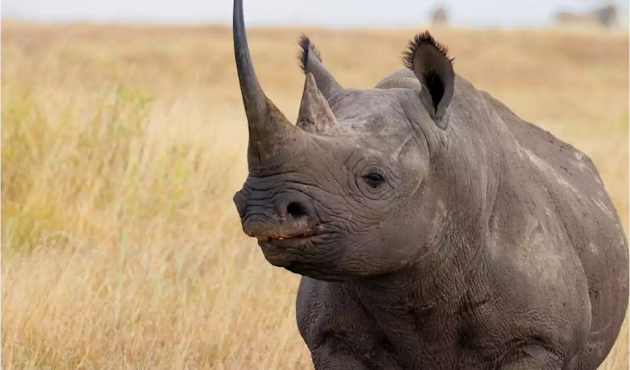 Rhino kills Keeper, Injures Another In Austria Zoo