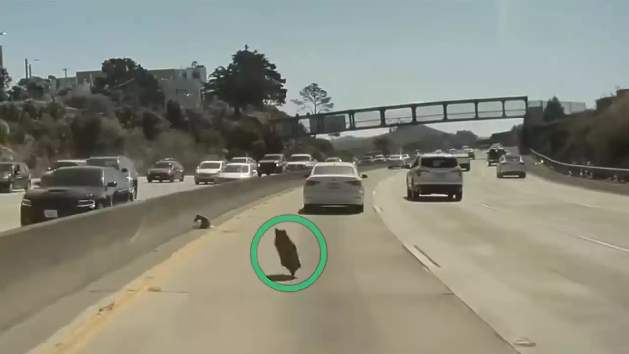 Tesla Dashcam Captures Runaway Cybertruck Wheel Cover On SF Freeway