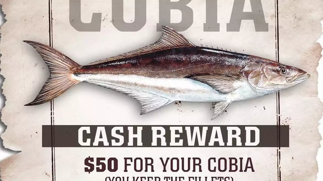 Catch this fish and you can get $50 from Florida researchers