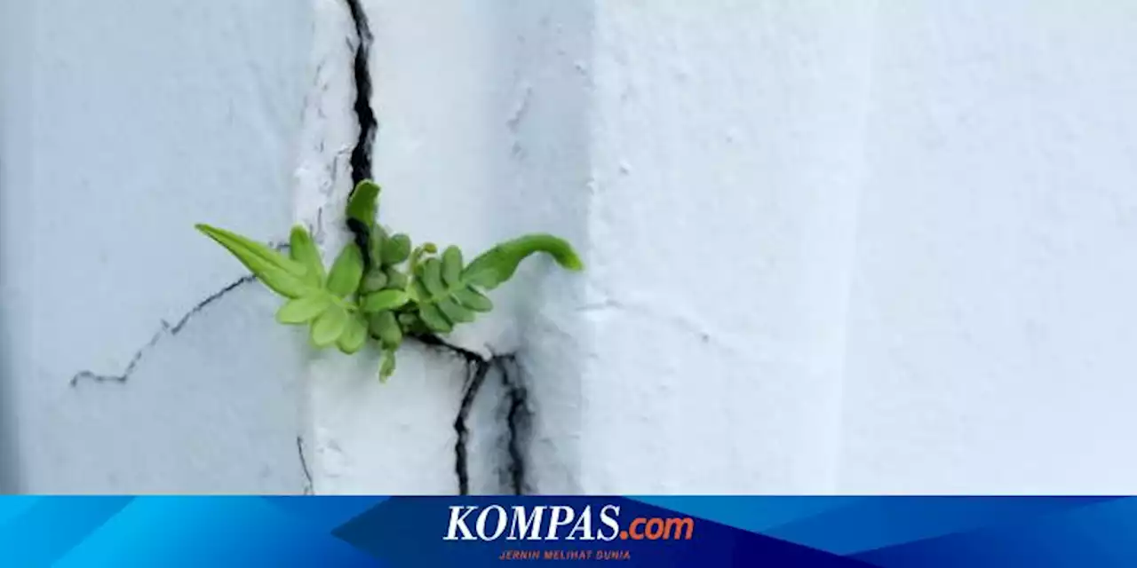 Jangan Tanam 5 Pohon Ini di Dekat Rumah, Bisa Merusak Fondasi