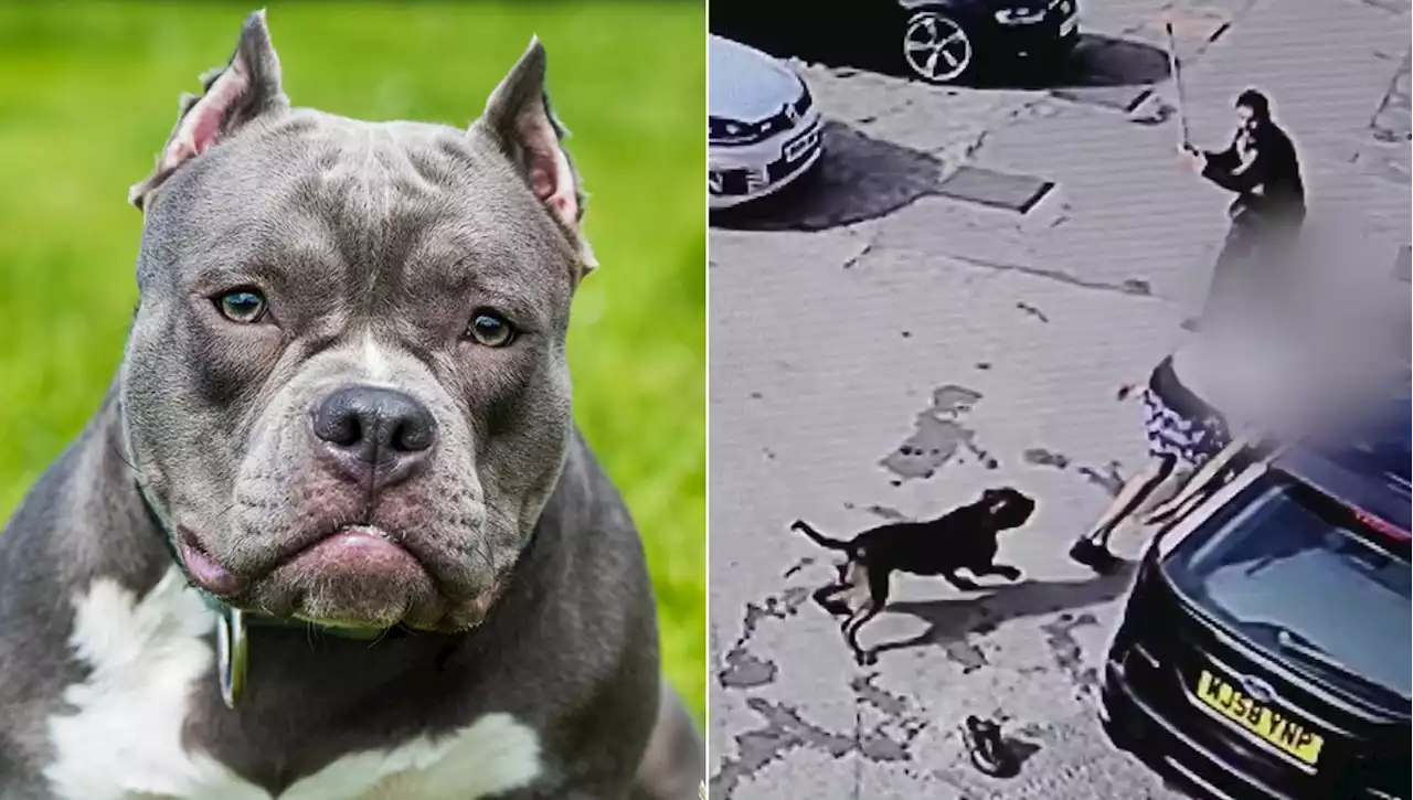 Il governo britannico pensa al divieto della razza American Bully: è un cane letale. La decisione dopo il video shock dell'attacco a una bambina di 11 anni