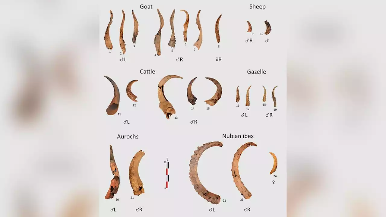 7,000-year-old animal bones, human remains found in enigmatic stone structure in Arabia