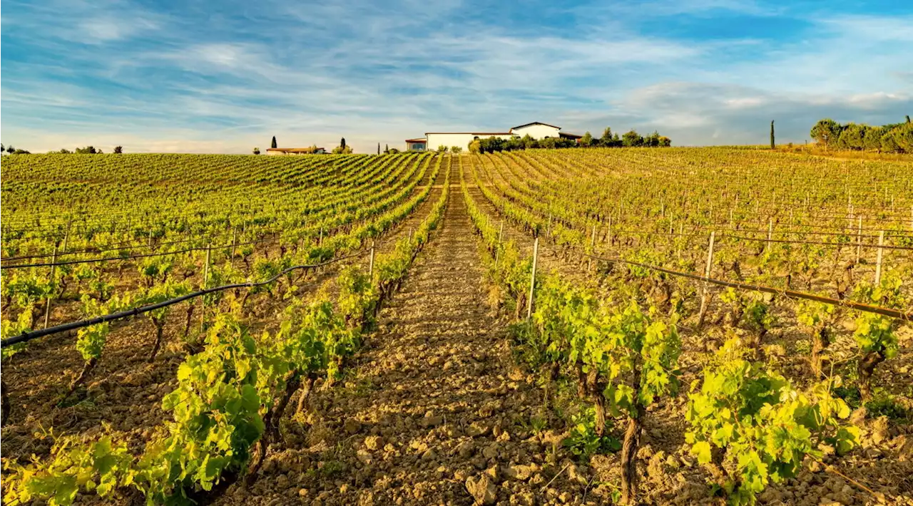 Vini della Sardegna: alla scoperta dell'enoarcheologia