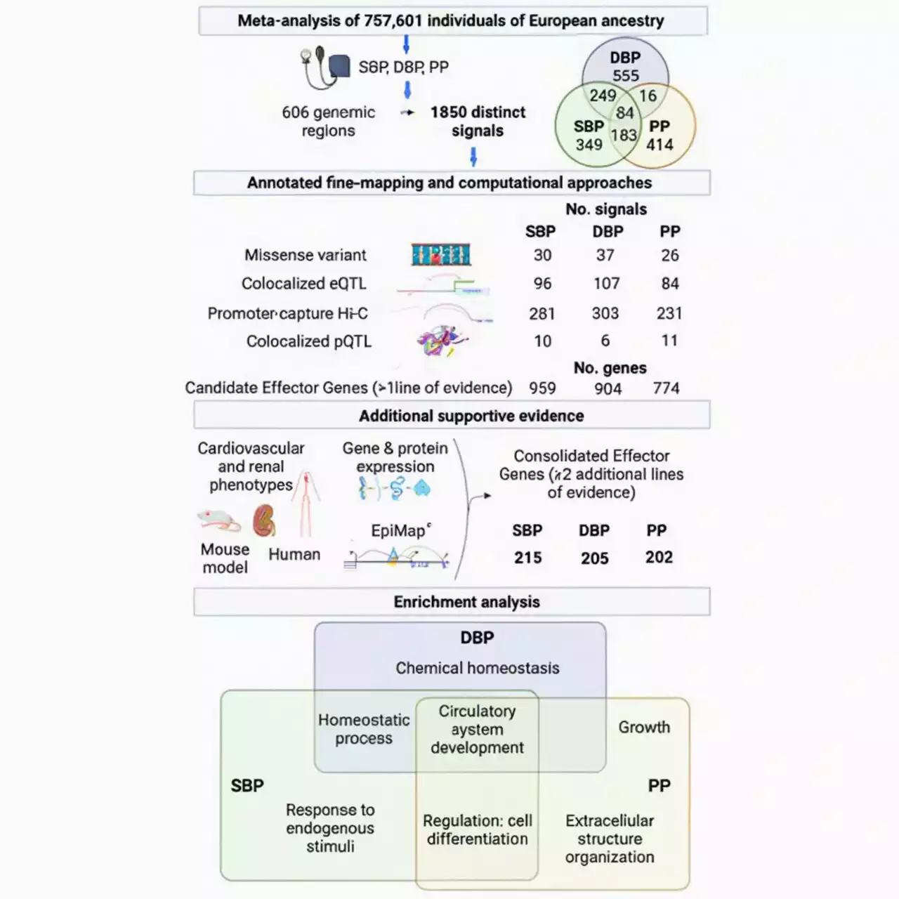 Multi-omic integration of hypertension reveals potential effector genes