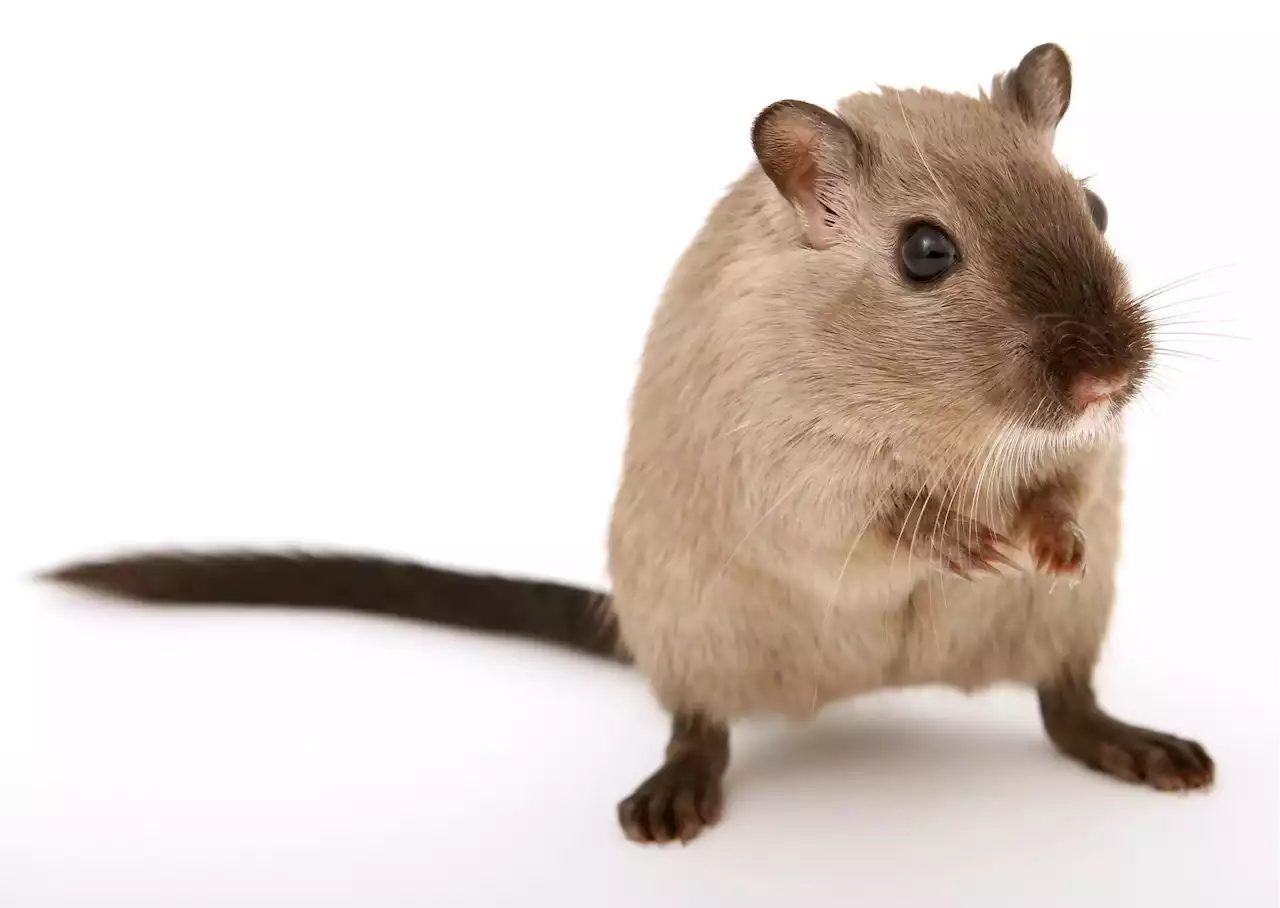 New mouse model for brain arteriovenous malformations