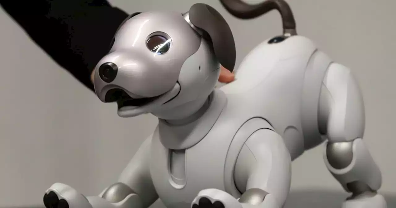 Japan's adorable ageing robot dogs are looking for foster homes