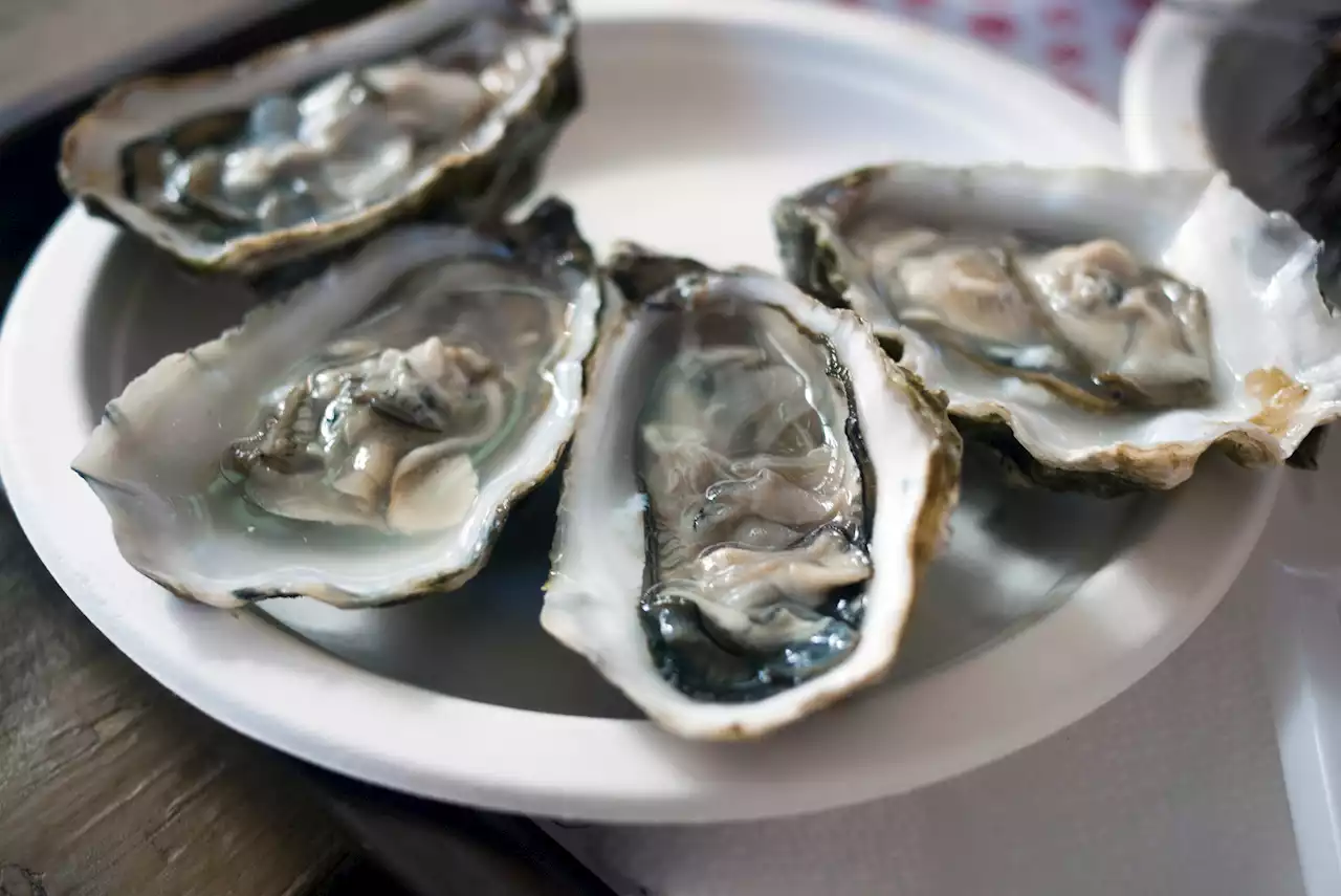 Vibriosis, infection with flesh-eating bacteria linked to raw oysters, may be on the rise