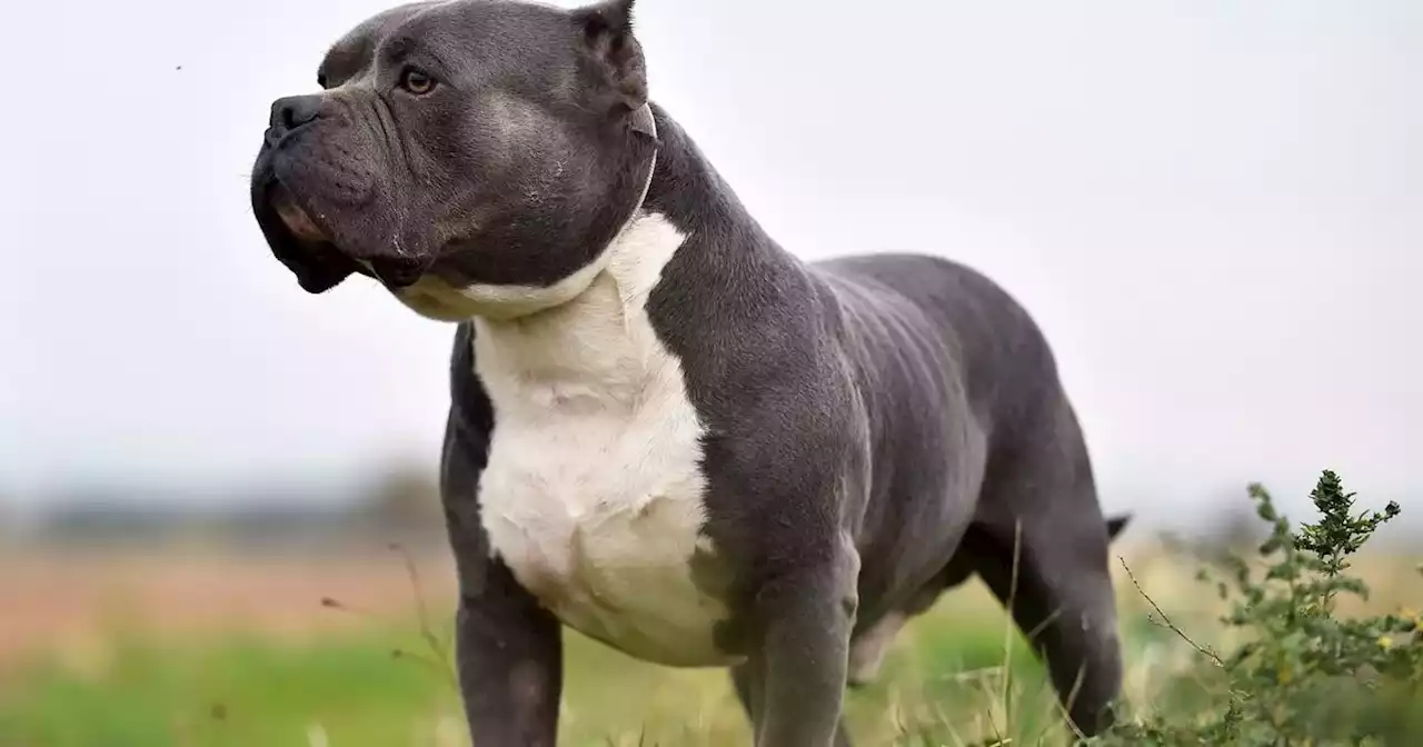 What banning XL Bullies could mean for dog owners in the UK