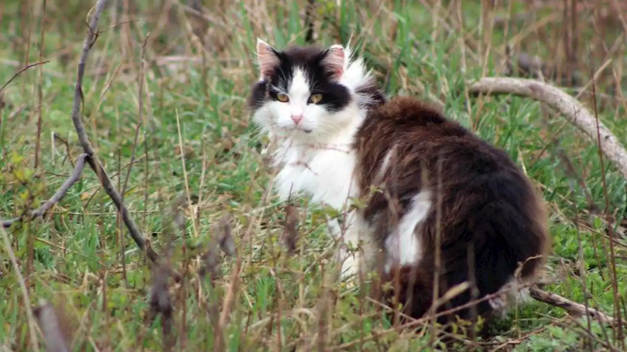 Australia weighs cat curfews and neutering requirements to rein in feral felines