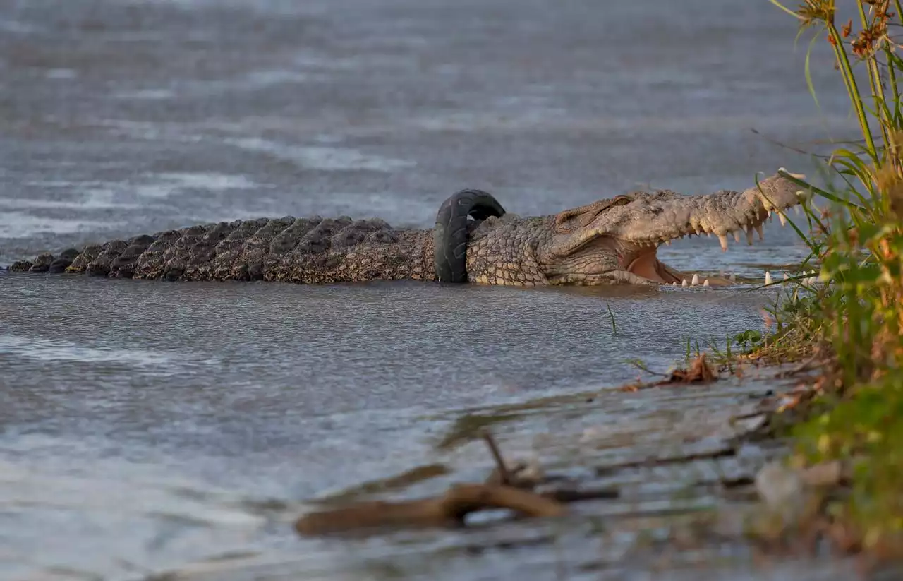 Storms in southern China kill 7, allow more than 70 crocodiles to escape from farm