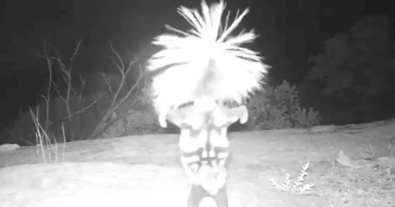 National Park Service Trail Camera Captures Skunk Doing a Handstand