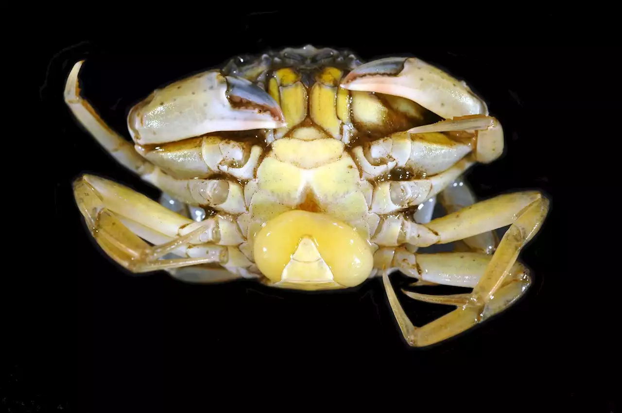 'A crab is never just a crab': Researchers describe animals' parisitomes