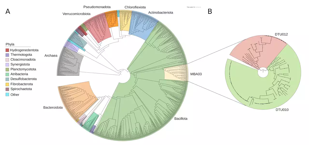 A whole new order of bacteria could hold the key to improving biogas production