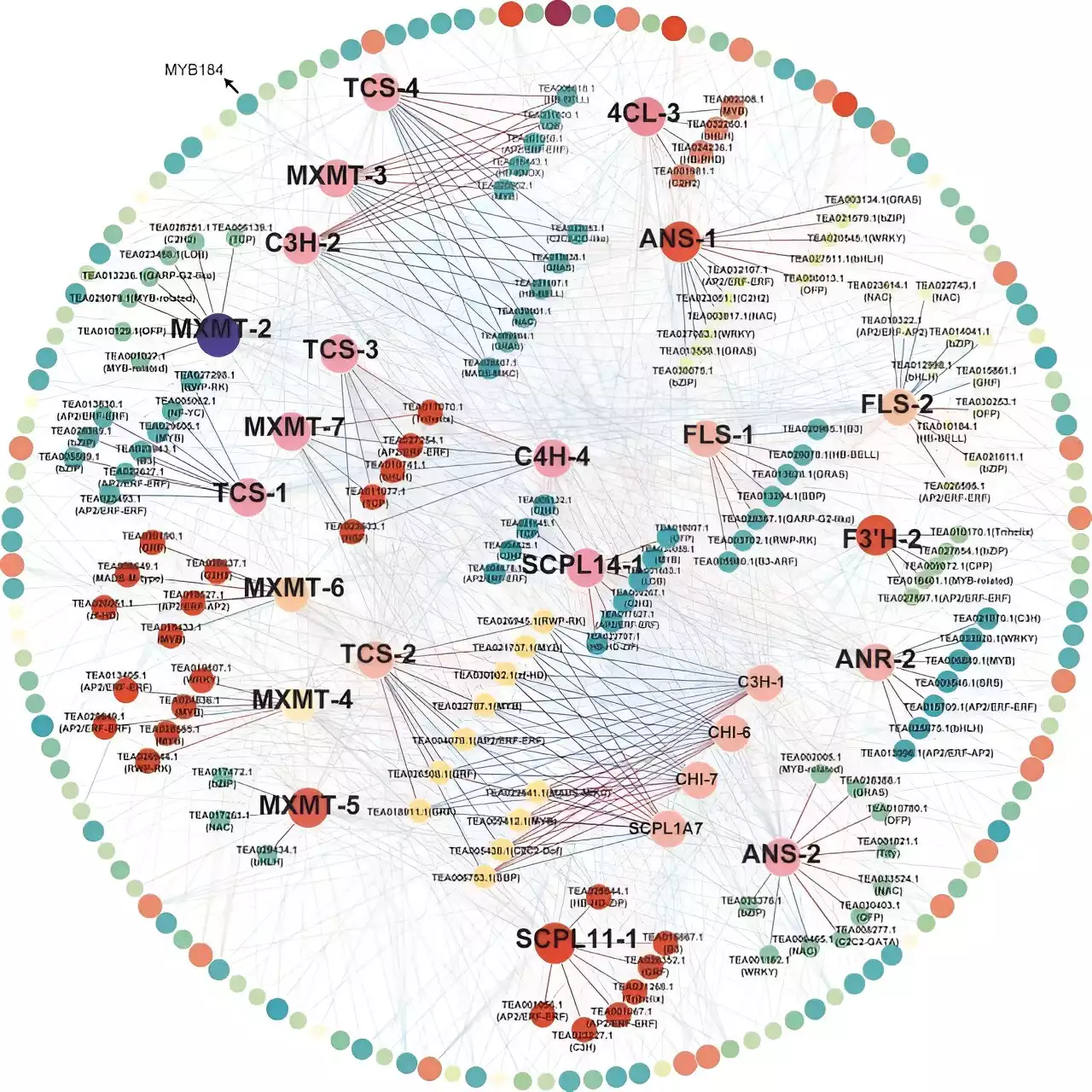 Novel study reveals the accumulation mechanisms of purine alkaloids and catechins in theobromine-rich tea