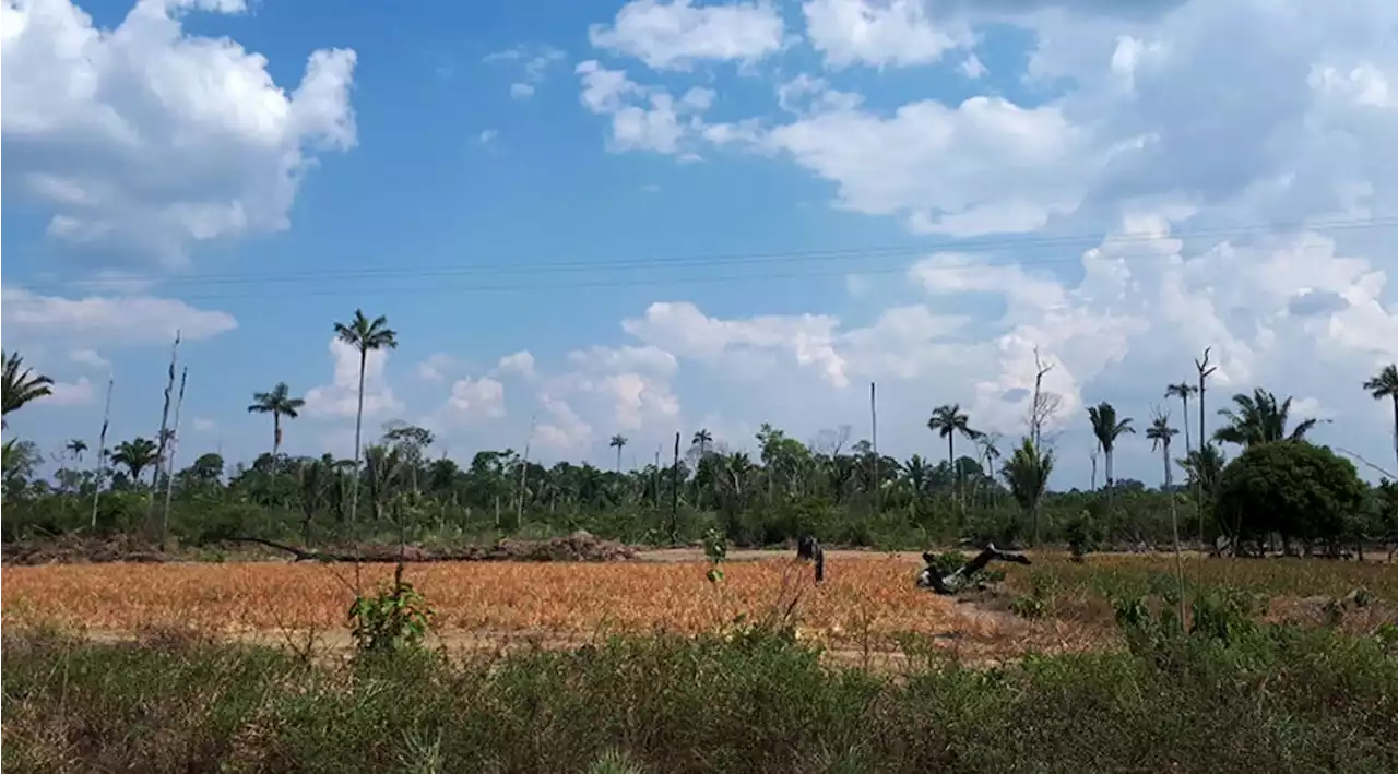 Pecuarista é multado em R$ 292 milhões por desmatamento na Amazônia