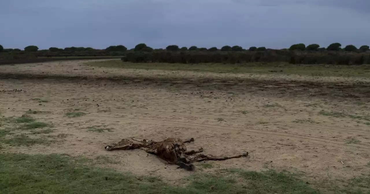 España expandirá el parque nacional Doñana, patrimonio UNESCO