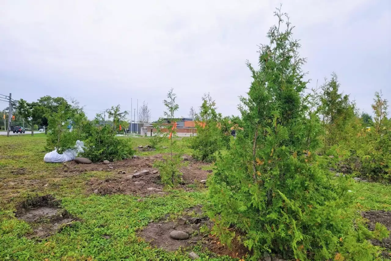 Clean North helps trees find new home at Northway Wellness Centre