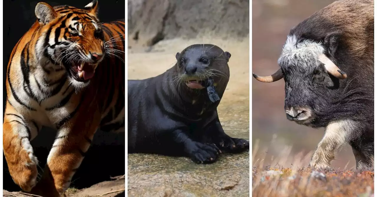 Meist Raubtiere, aber nicht immer: Schwere Unfälle in europäischen Zoos