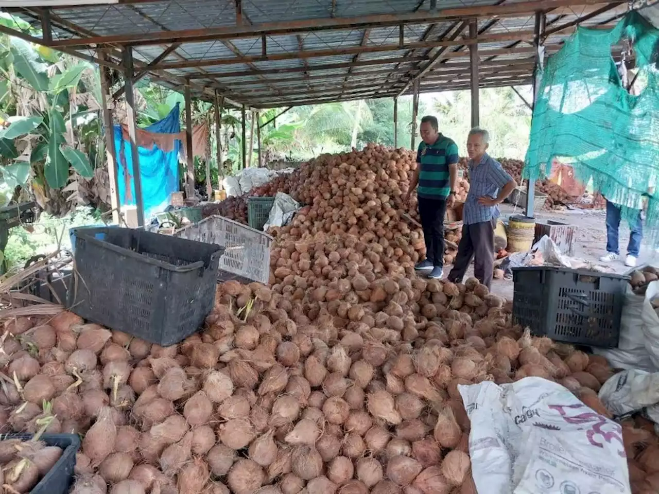 Pekebun lega TPM arah henti segera AP kelapa