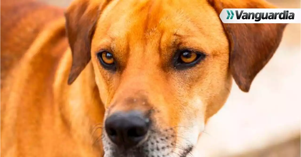 Video: Amarró a un perro a su carro y lo arrastró por una carretera de Santander