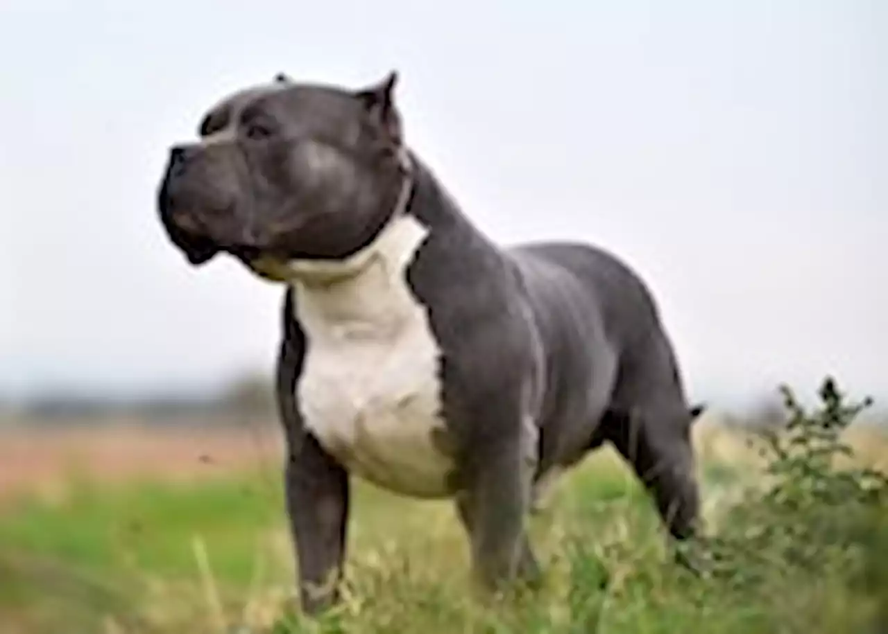 U.K. proposes ban on American XL bully dogs, prompting fierce debate