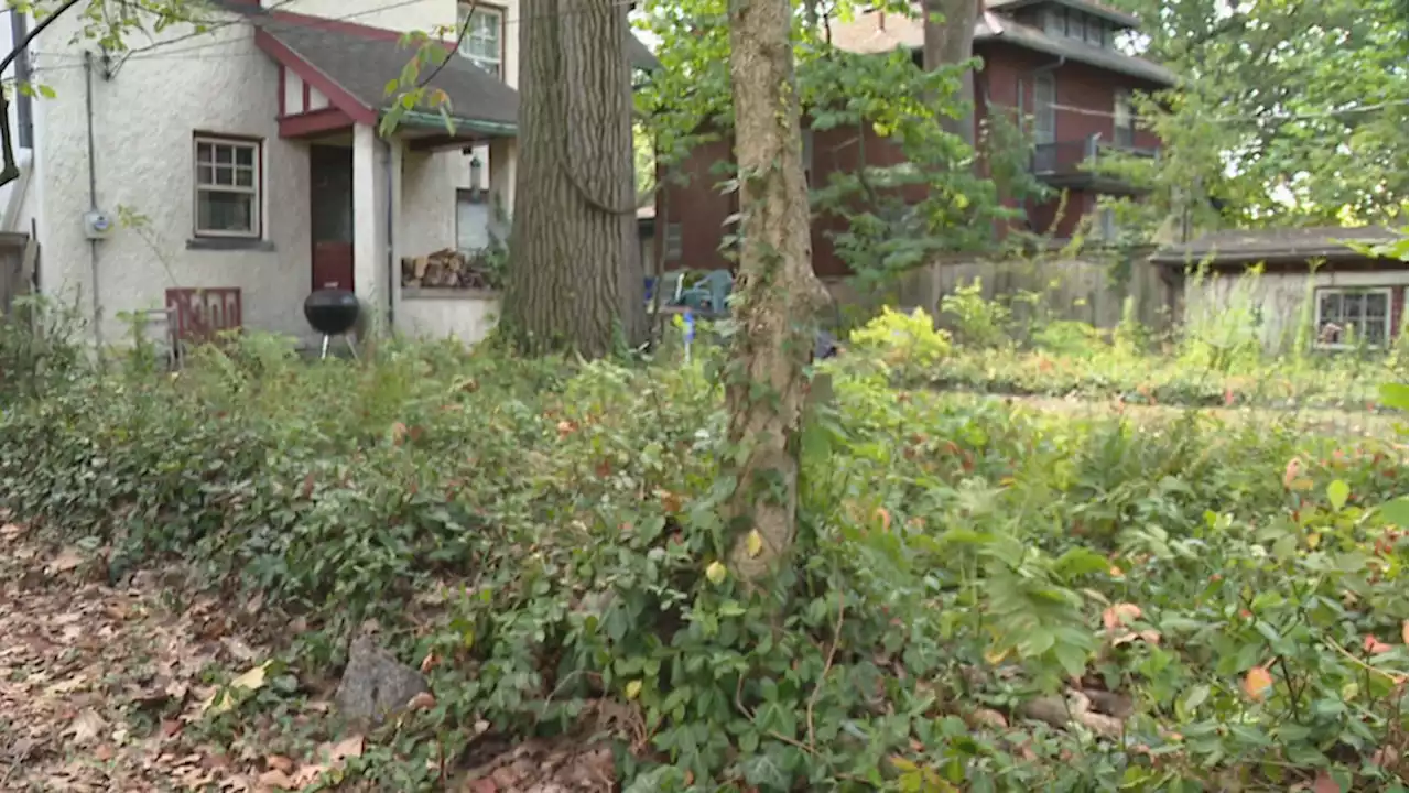 University district in suspense: Was the fatal stabbing of beloved 77-year-old an act of random violence?