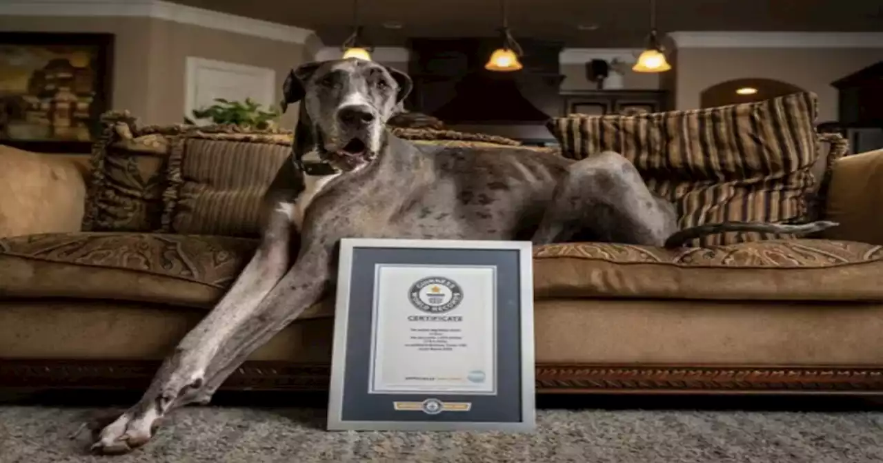 World's tallest dog, Zeus, dies at age 3 after battle with bone cancer