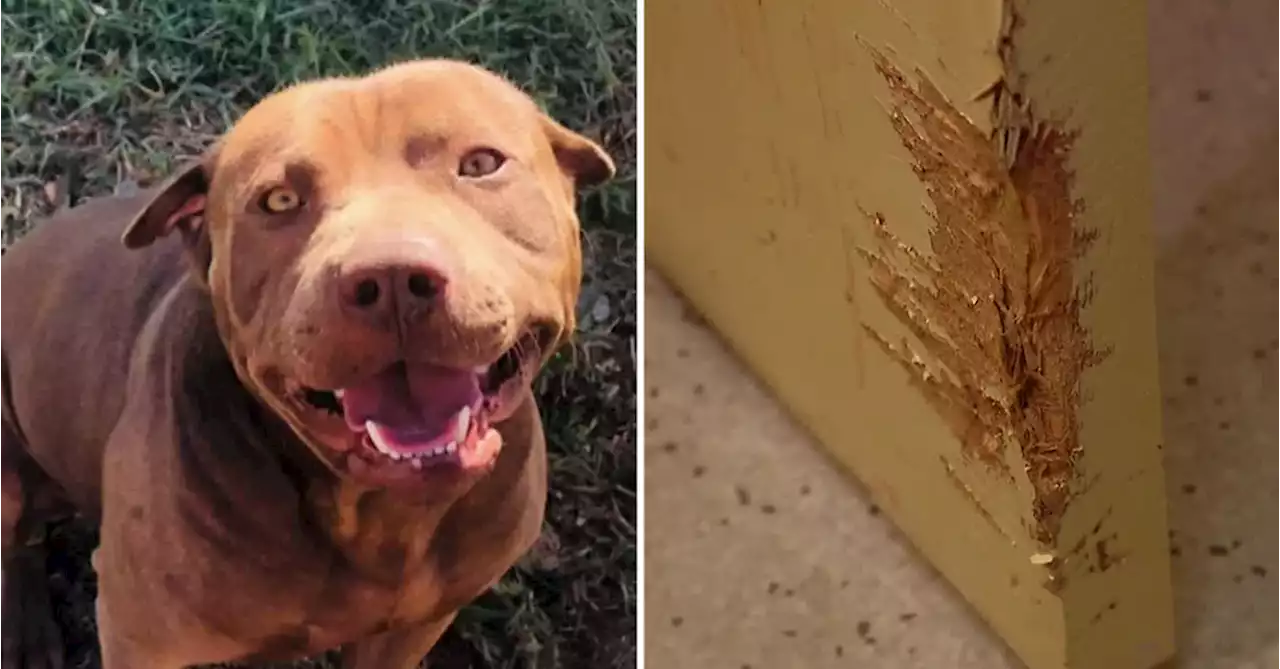 Dog mauls man and woman while toddler hides in bathroom