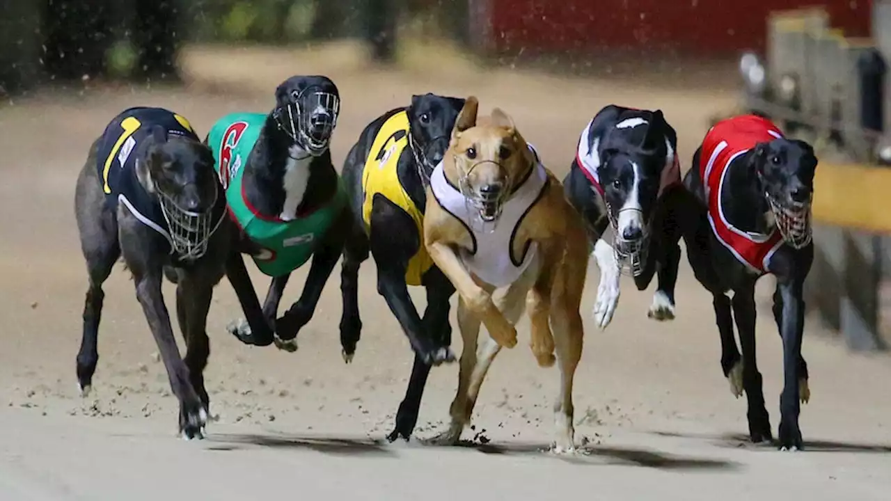 Turf wars, debt collection, sabotage: Inside the international operation to ship Australian greyhounds to China