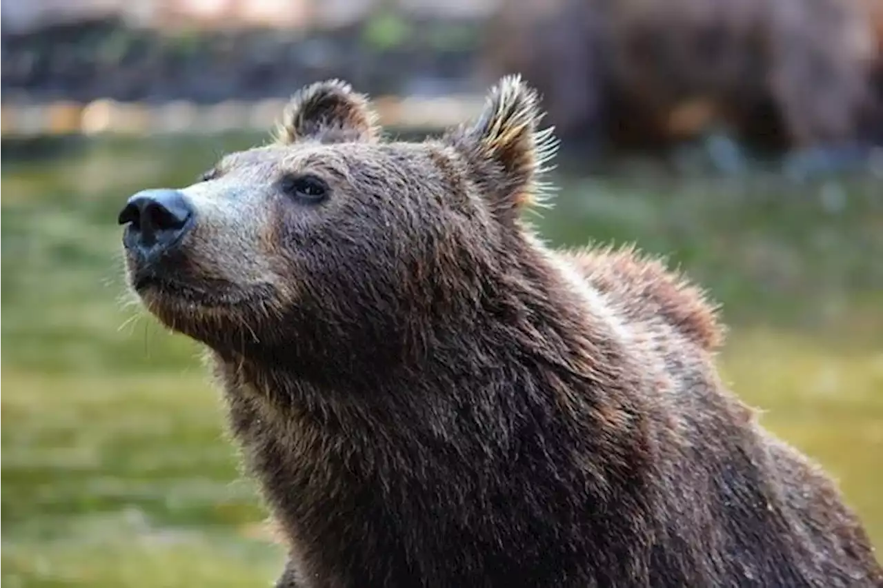 Ispra, in Trentino al massimo 8 abbattimenti di orsi in un anno - Green & Blue