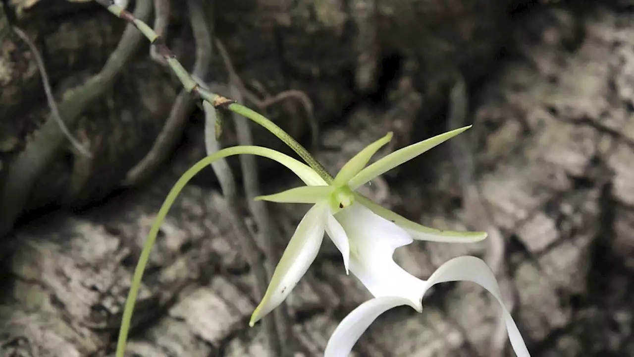 Environmental groups sue US over sluggish pace in listing the rare ghost orchid as endangered