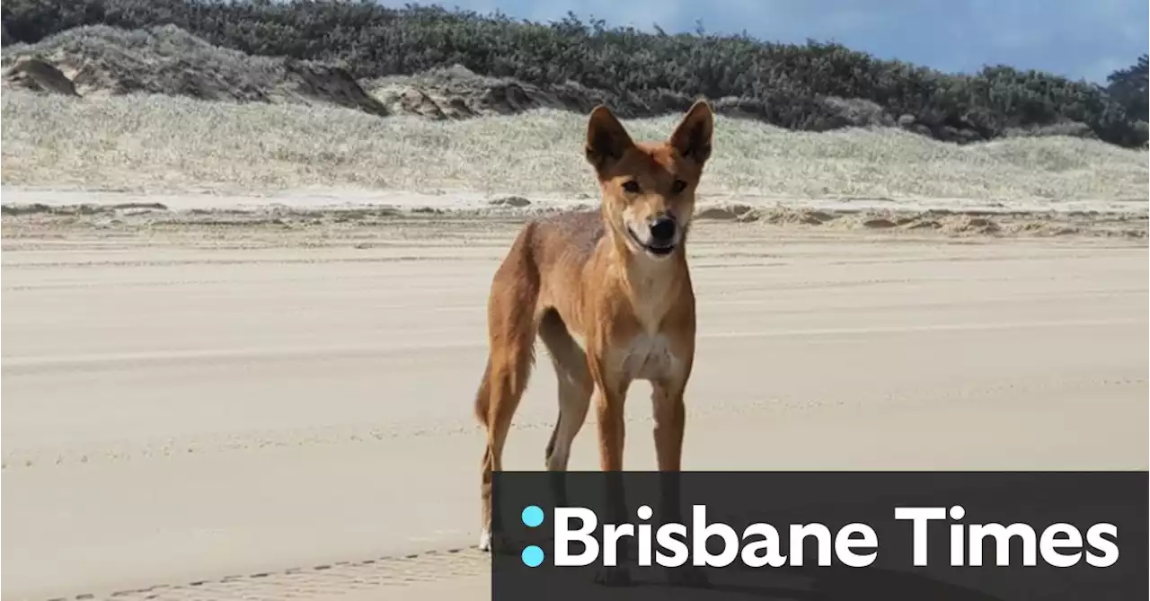 Man busted feeding dingoes on K’gari cops fine in the thousands