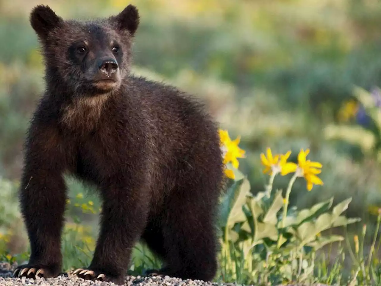 Calgary aiming to reduce wildlife conflicts with amended waste bylaw