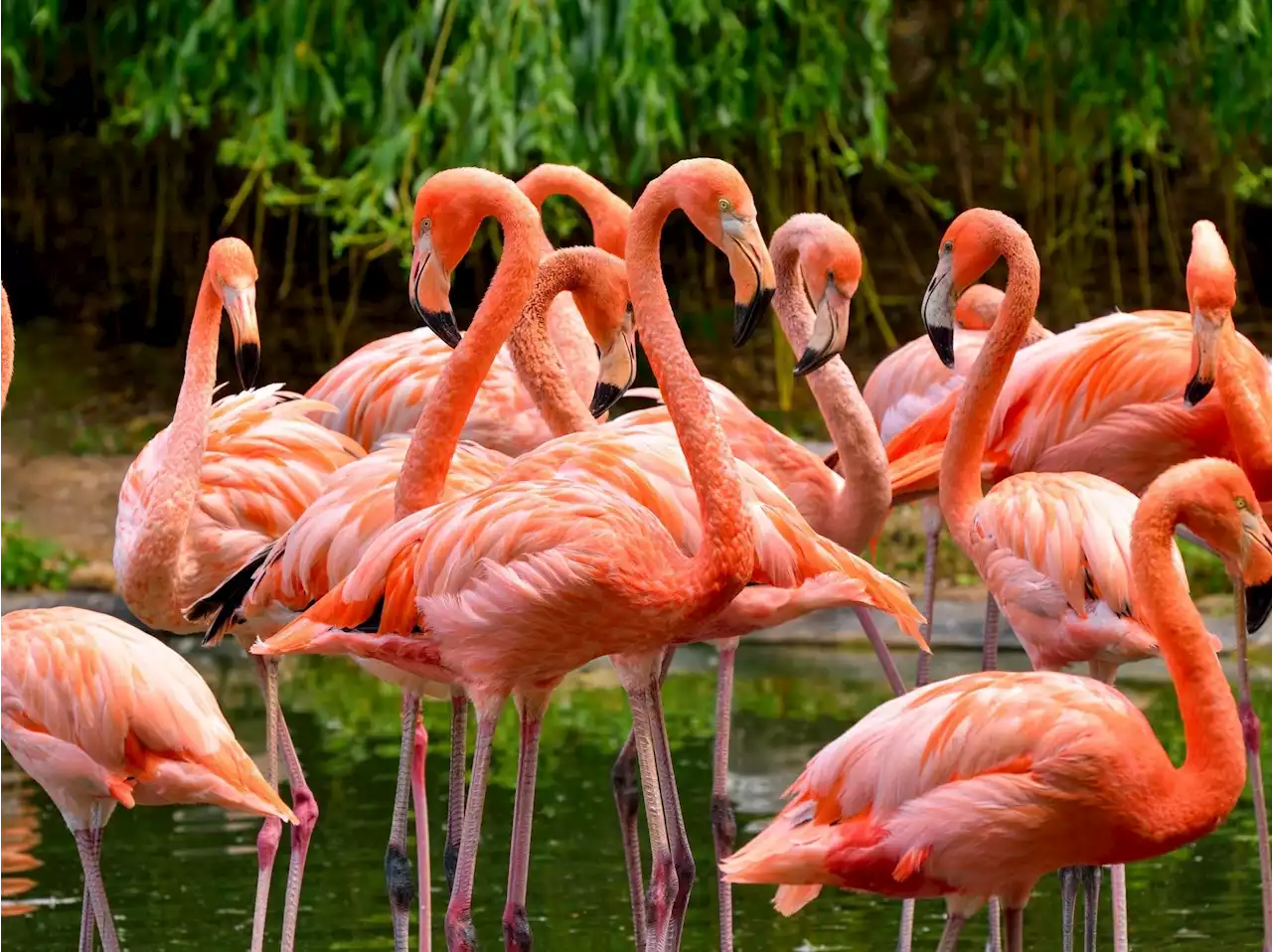 Flamingos have been spotted across the U.S., Hurricane Idalia may be why