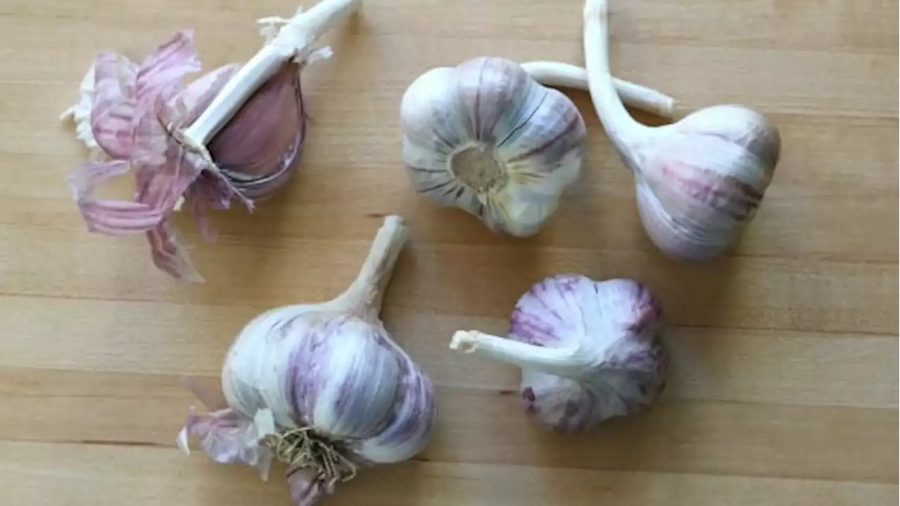 Recipes with Julie Van Rosendaal: A garlic lover's paradise