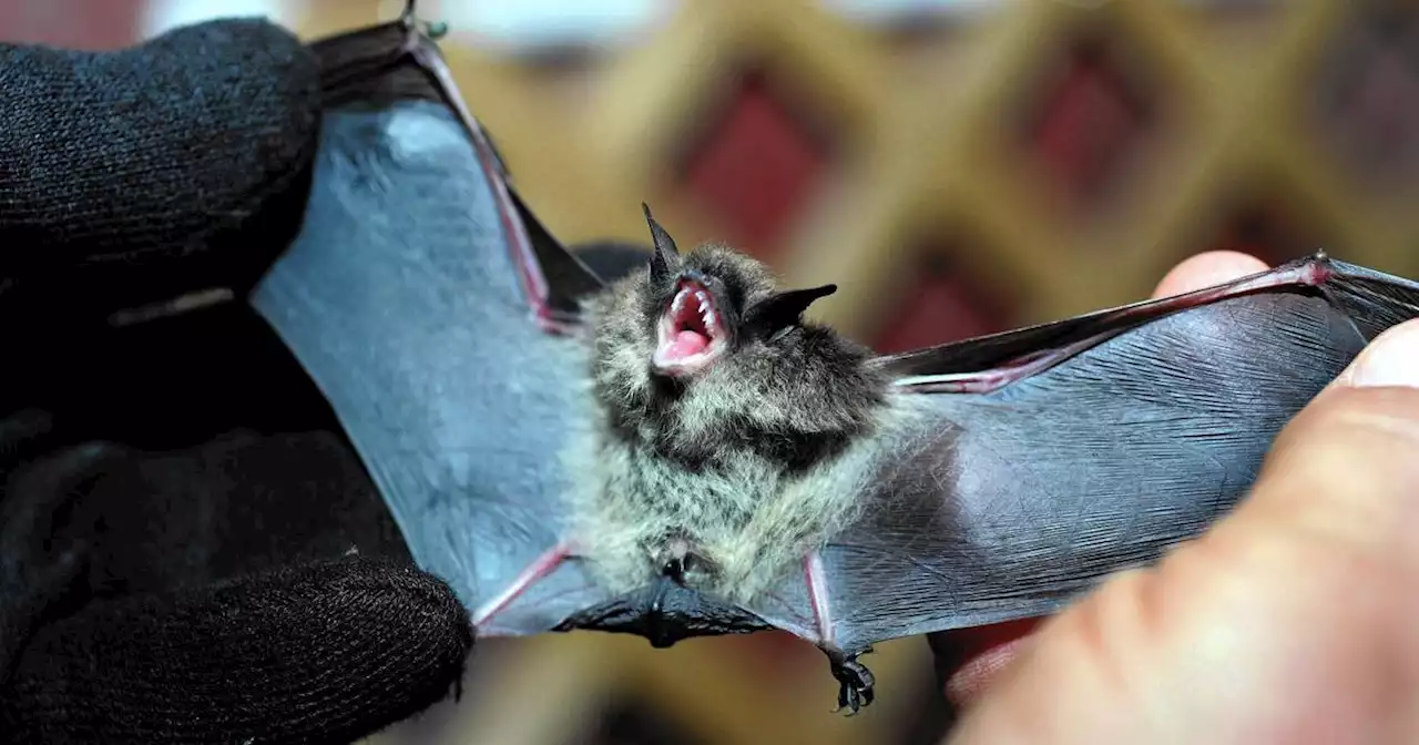 Naperville News Digest: Rabid bats found in Will County, health officials say; ribbon-cutting events set for renovated playgrounds; Republican Jerry Evans announces Congressional bid