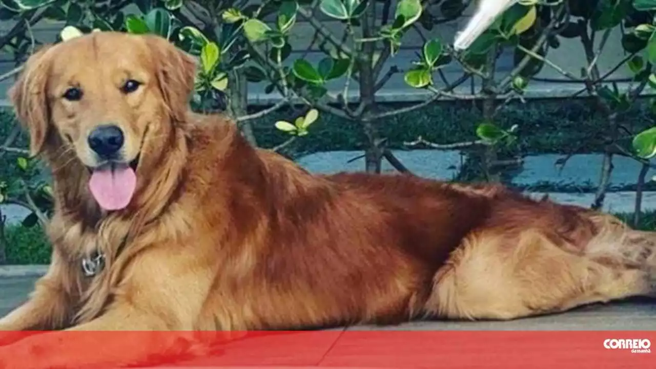 Polícia mata cão a tiro com crianças a assistir