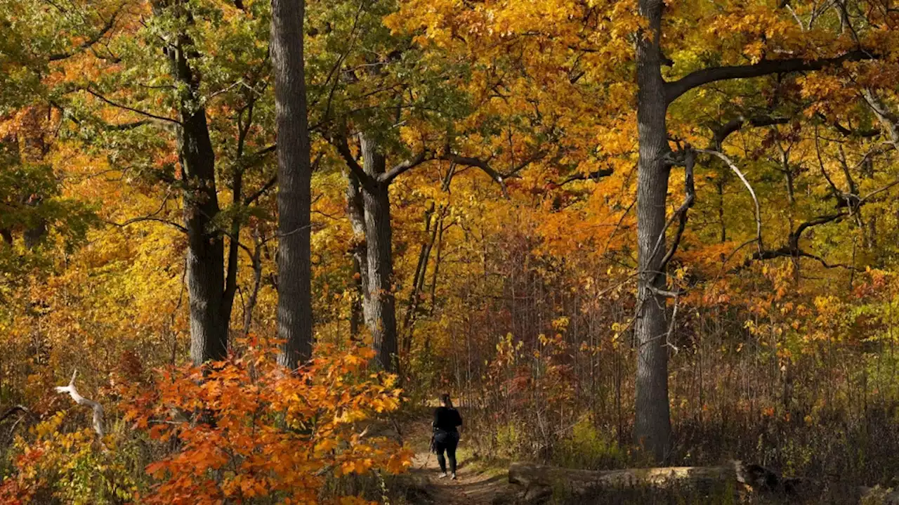 'Fickle fall' in Canada with season to start cold, end mild: Weather Network forecasts