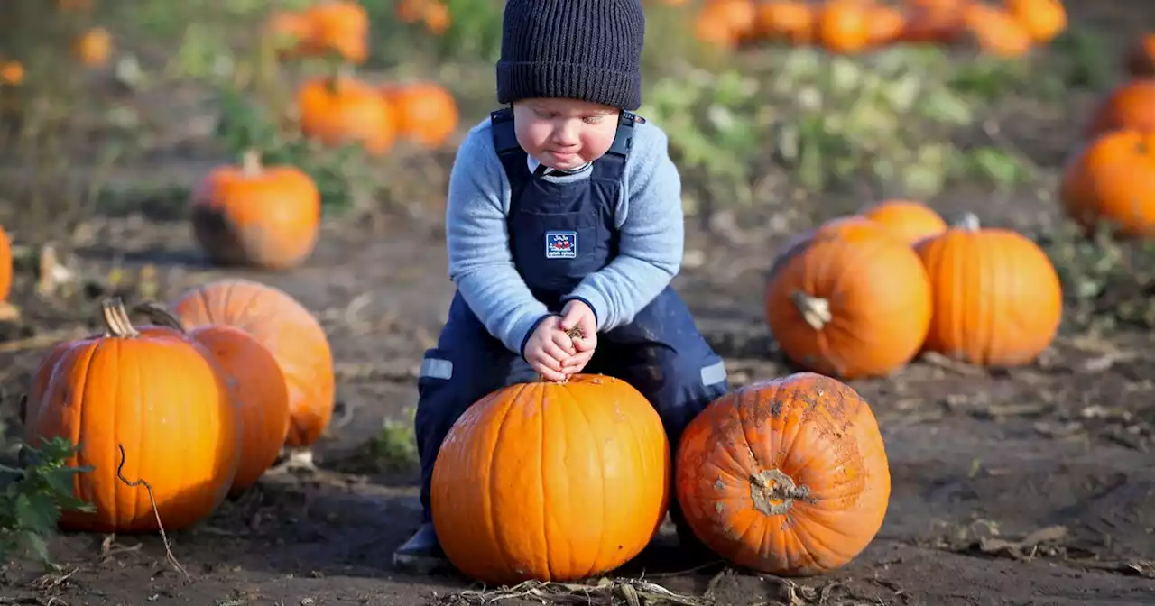 Five places to go pumpkin picking in Ayrshire ahead of Halloween