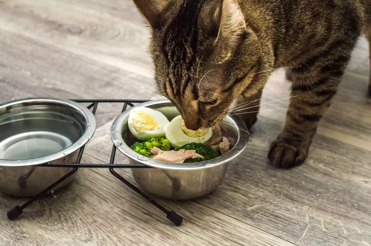 Dürfen Katzen Eier essen? Das musst du wissen!